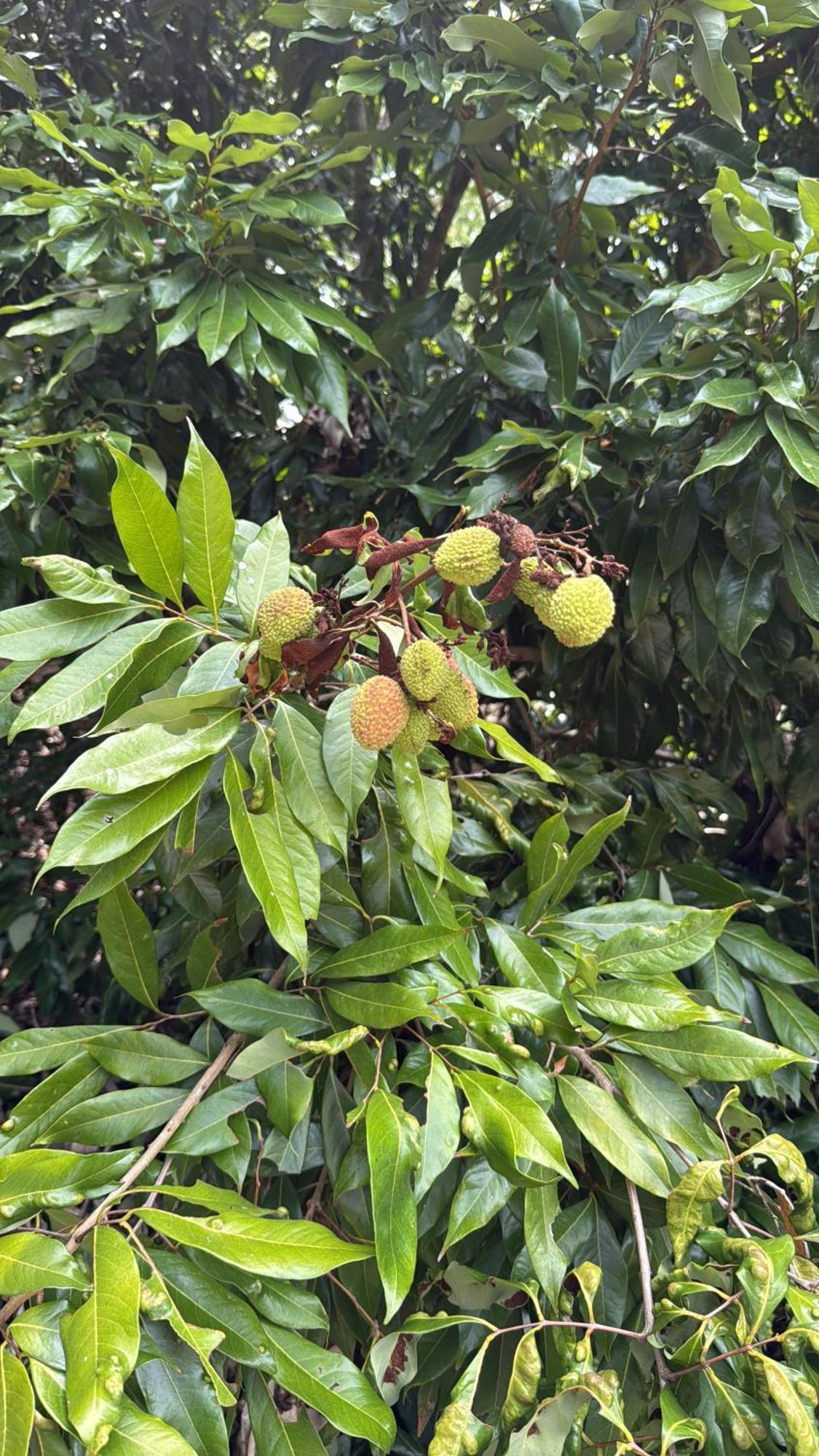 Casarao Verde São Luís do Paraitinga Exterior foto